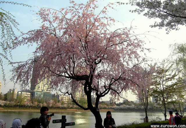 Cerezo con flores rosas en Seúl