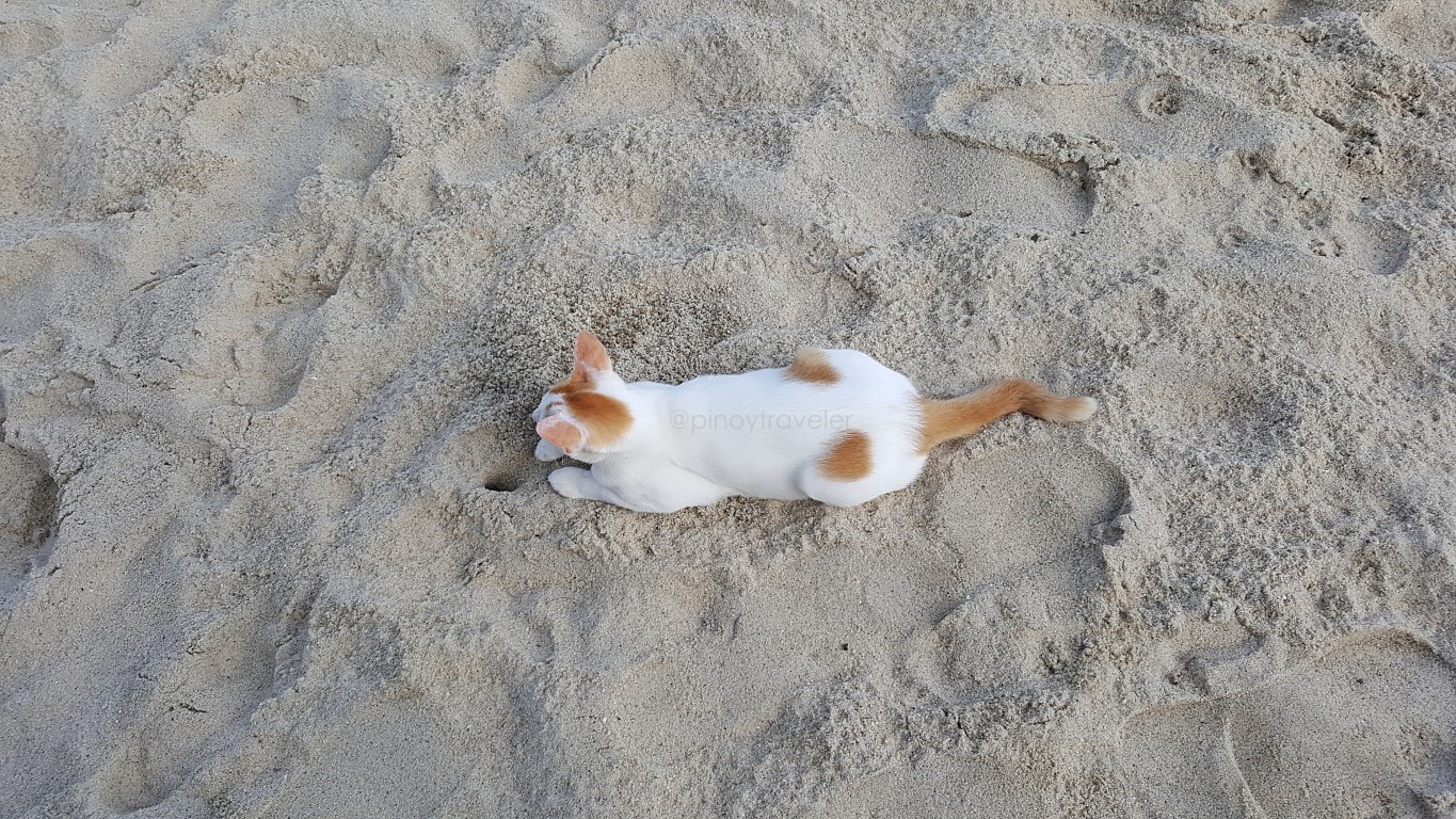 a cat at Batu Ferringhi Beach, Georgetown, Penang, Malaysia