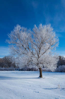 Winter Morning, Chatfield State Park