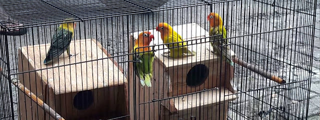 telur lovebird tidak menetas