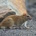 Anak Dimakan Tikus Ibu Sibuk Pesta, Sungguh Kejadian Paling Tragis