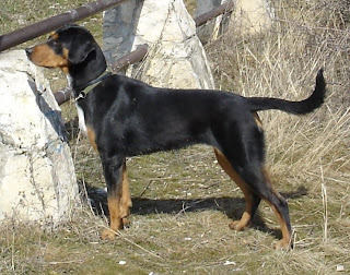 The Hungarian Hound is a dog breeds originating in Hung