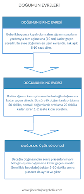 doğumun evreleri, normal