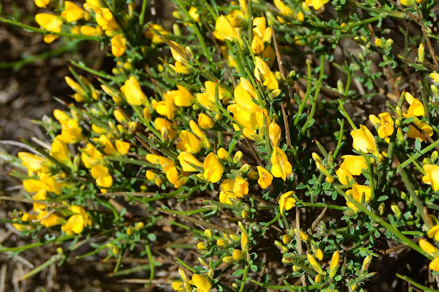 Genista corsica