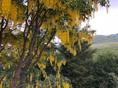 [Fabaceae] Laburnum anagyroides – Common Laburnum (Maggiociondolo)