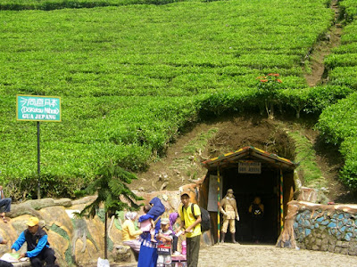 A year-end holiday charm in the cool Kaligua tea plantation japanese cave