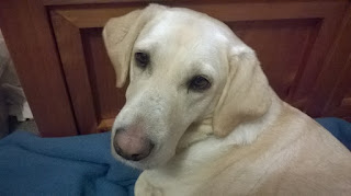 Golden Labrador dog, lying down, looking over her shoulder at the camera 