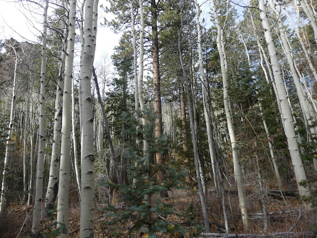 126: pines growing up among aspen