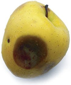 Rotten apple