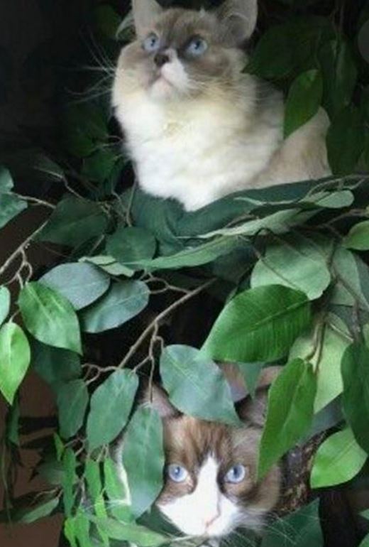 Ragdoll Cat Trees