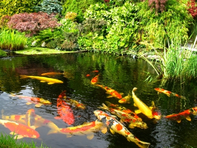 Fish Pond Landscaping