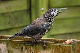 Spotted Nutcracker - Netherlands