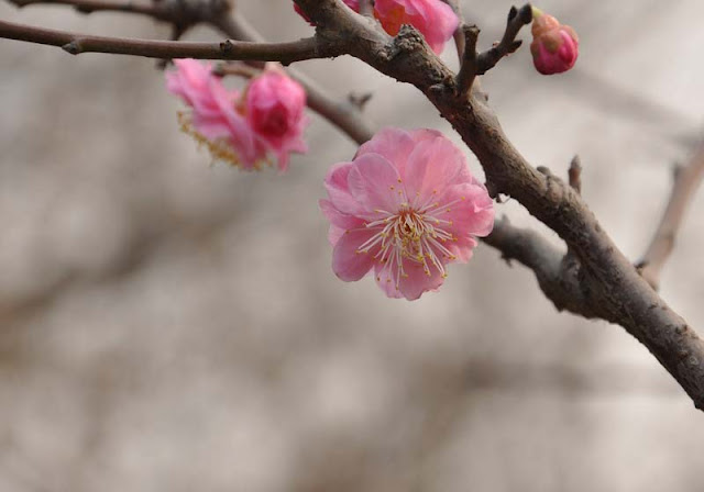 Plum Flowers