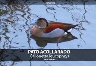 Pato acollarado