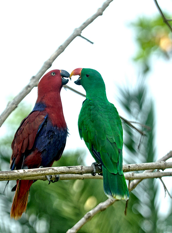 Burung-burung yang mulai langka  Indonesia Indah