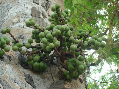 Wild figs