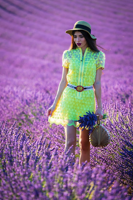 Valensole-Campi di lavanda al tramonto