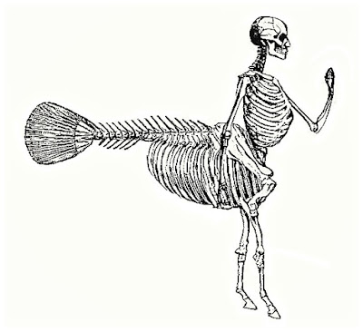 Bones of an Ichthyocentaurus