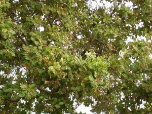 cashewnews_035