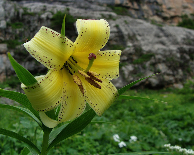 Лилия Кессельринга (Lilium kesselringianum)