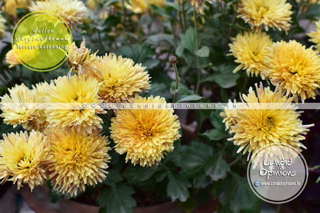 Yellow Chrysanthemums