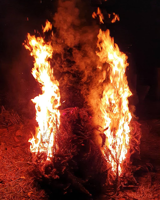 sapecada de pinhão na grimpa