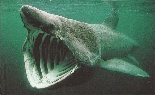 The Basking Shark