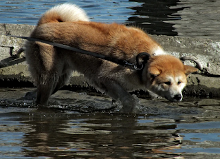  the psychology of a successful bath for dogs