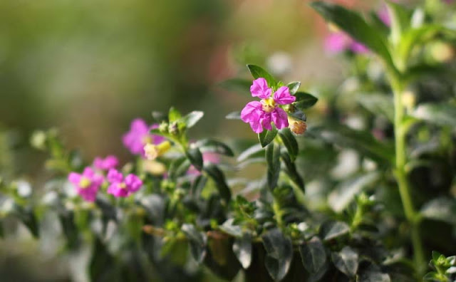 Mexican Heather Flowers Pictures