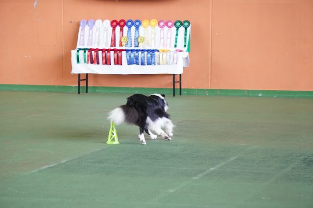 保護犬 ボーダーコリー トーマ ドッグダンス