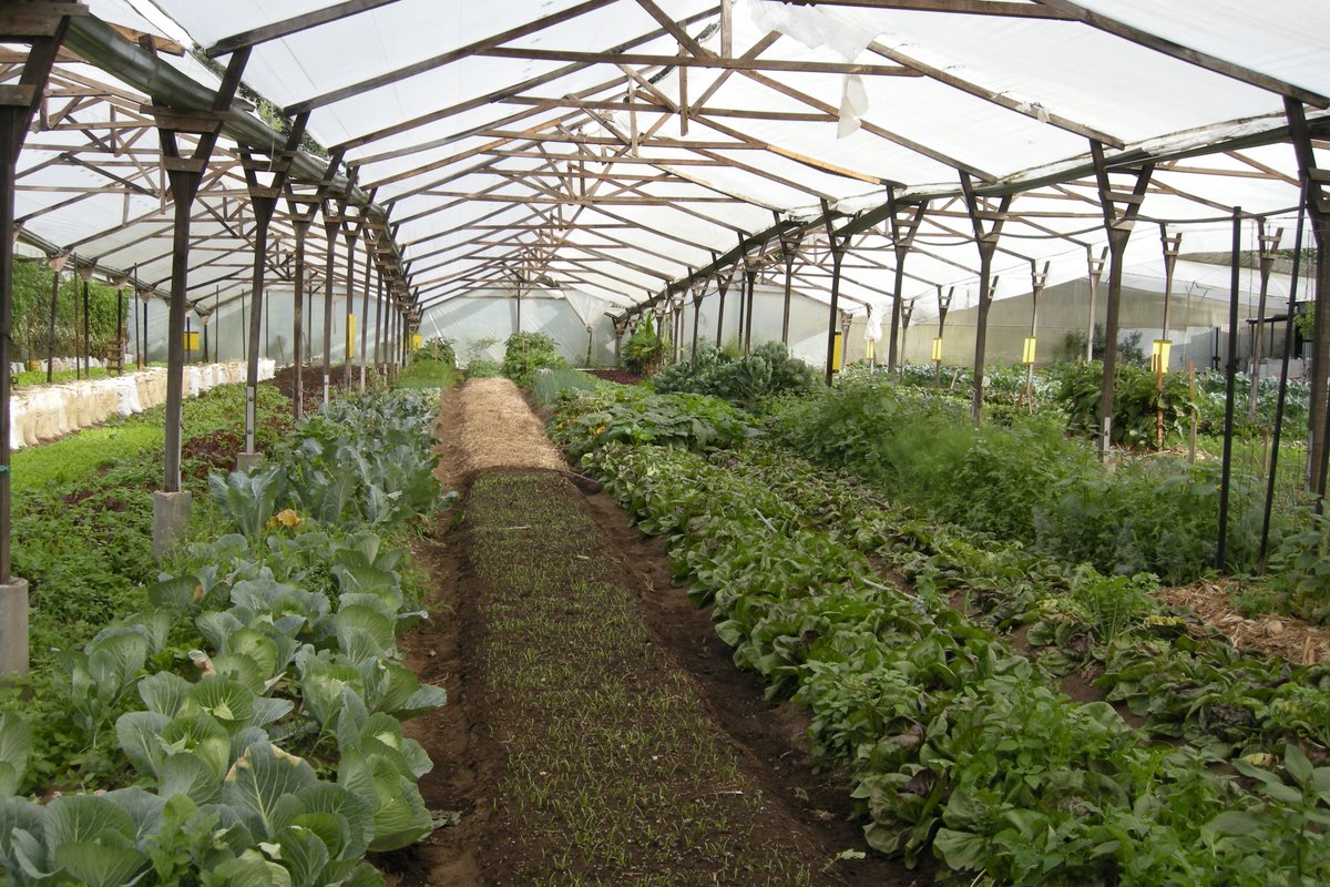 types of flowers grown in greenhouses  All types of Medicinal, Herbal, Fruit Trees and Flowers. (All Sizes | 1200 x 800