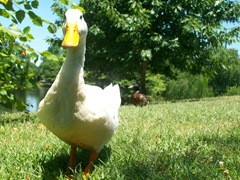 Ducks (32)