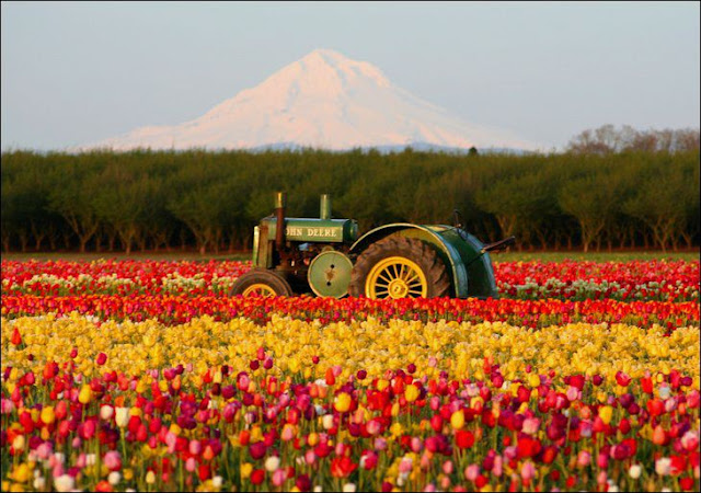 10 شهر مايو في هولندا  موسم حصاد زهور التوليب  جنة على الأرض