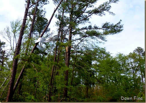 Tornado Damage Sanford NC_007