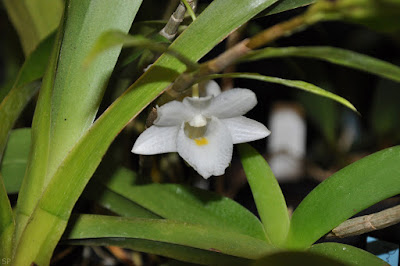 Dendrobium arcuatum care and culture