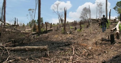 hutan gundul nganjuk kekeringan