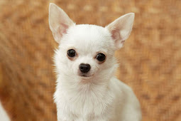 Chihuahua Chihuahua photos and wallpapers. the beautiful chihuahua
pictures
