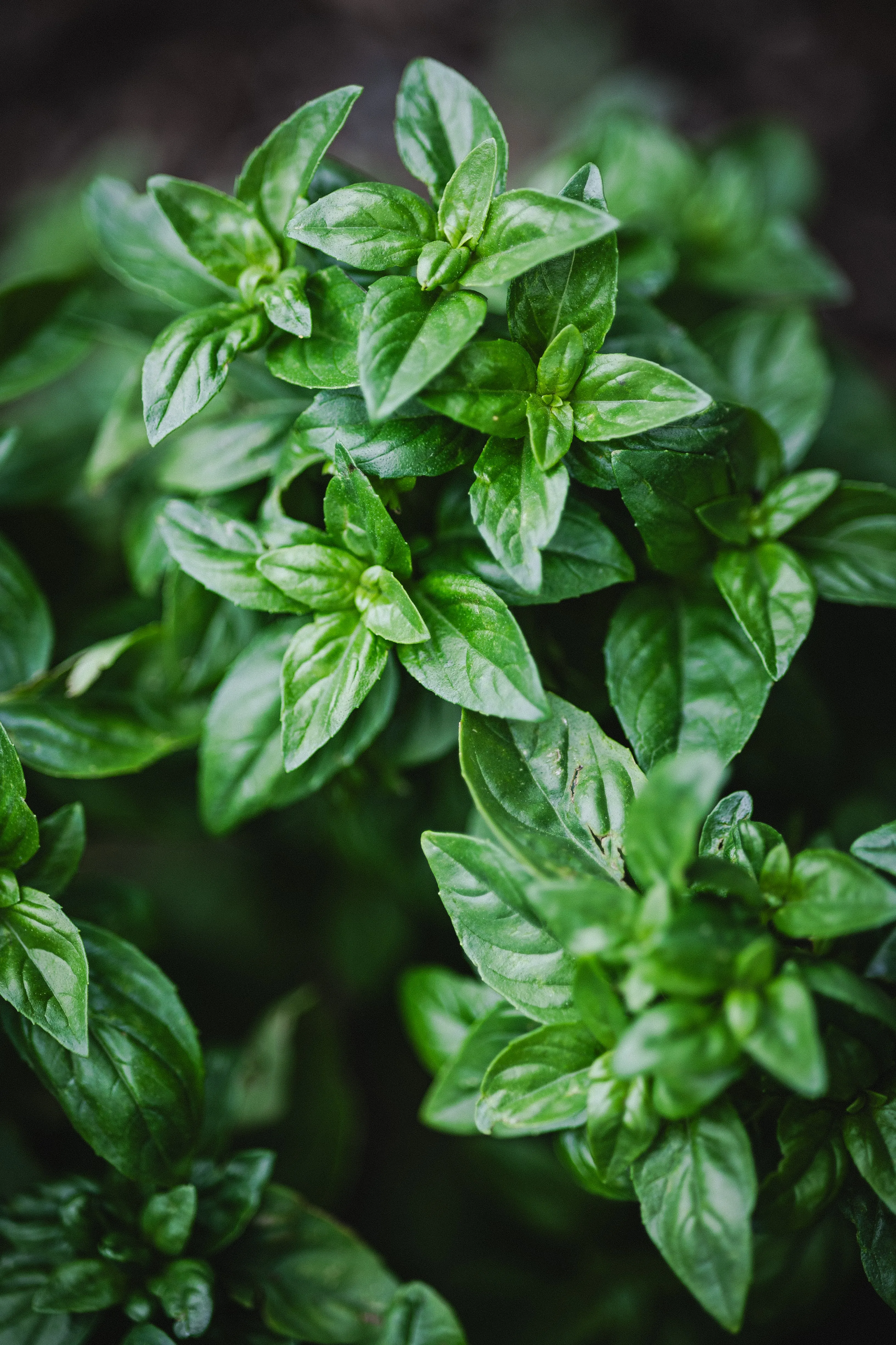 Lemon Pesto with Almonds: The Garden Win I Didn’t See Coming