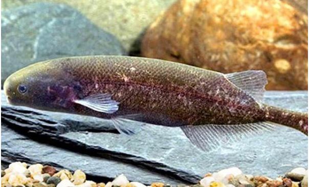 This fish talks through electricity, but like humans!