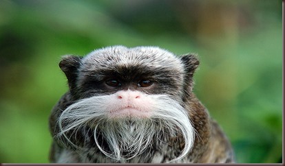 Amazing Animal Pictures Emperor Tamarin (8)