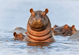 Funny animals of the week - 21 March 2014 (40 pics), funny animal pictures, swimming hippo