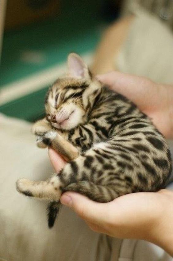 Little cute bengal kitten sleeping in hands...