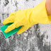 Molds Cleaning Tips & Tricks By Experts