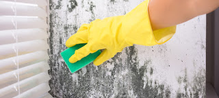 molds cleaning tips