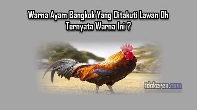 Warna Ayam Bangkok Yang Ditakuti Lawan Oh Ternyata Warna Ini