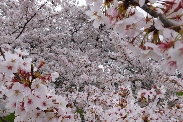 鳥取県西伯郡南部町阿賀 法勝寺川土手桜