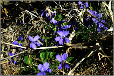 Violetas en Griegos