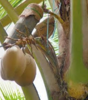 penyadapan nira kelapa untuk gula semut organik www.desapertanian.com