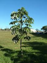 #Embaúba, Planta do Gênero Cecropia