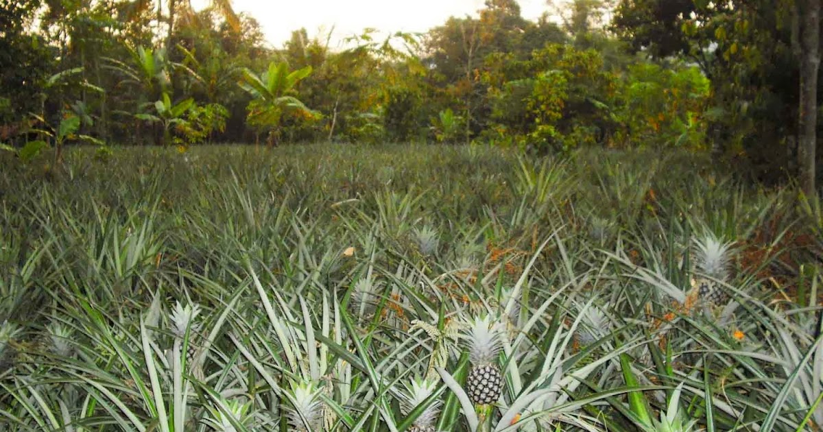  SERAT  DAUN  NANAS  SUBANG